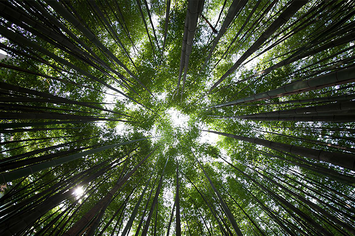 Bamboo frames  inspired by nature