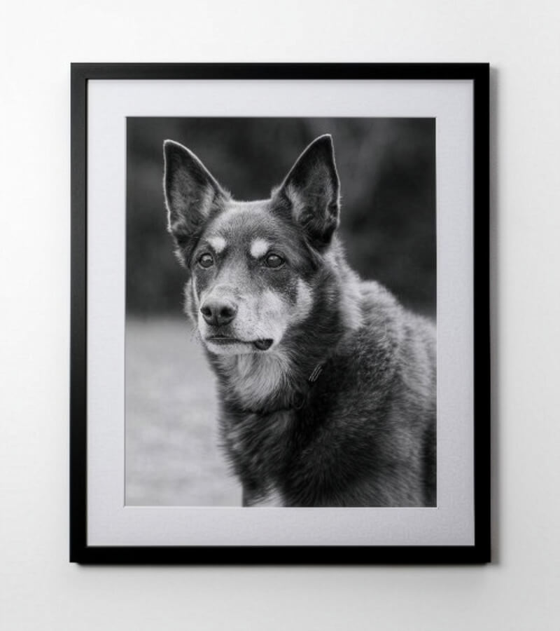 Framed black and white photo Black & white photo of kelpie framed in black frame and white matboard