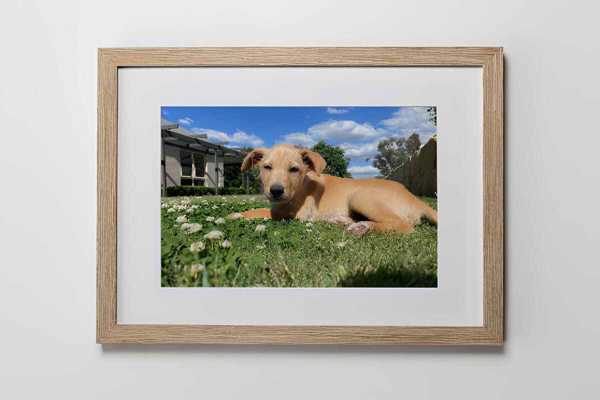 Framed pet photography Pet photograph of dog framed